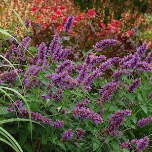 3.25 in. Blue Boa Agastache Plant in Grower Containers (3-Piece)