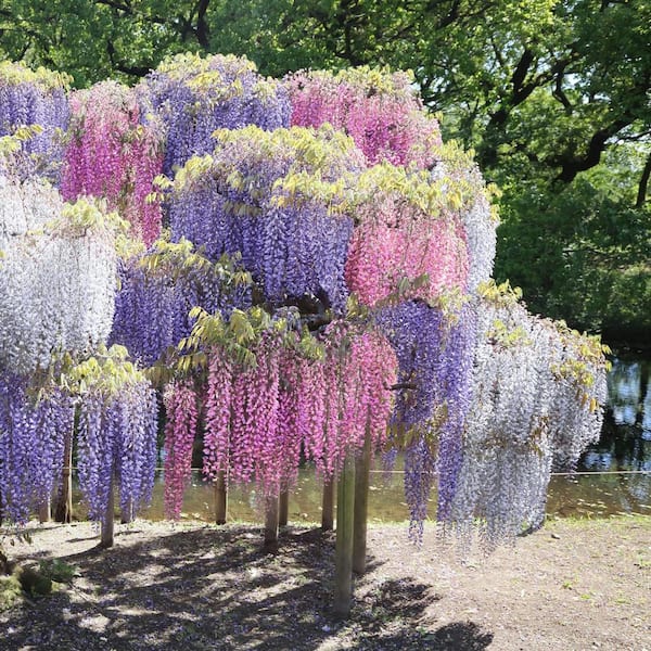 national PLANT NETWORK 1 gal. Tri-Color Wisteria Perennial Plant