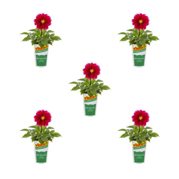 Vigoro 1.5-Pint Dahlia LaBella Medio Fun Rose Pink Annual Plant (5-Pack ...