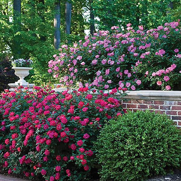 2 Gal. Red Double Knock Out Rose Bush with Red Flowers