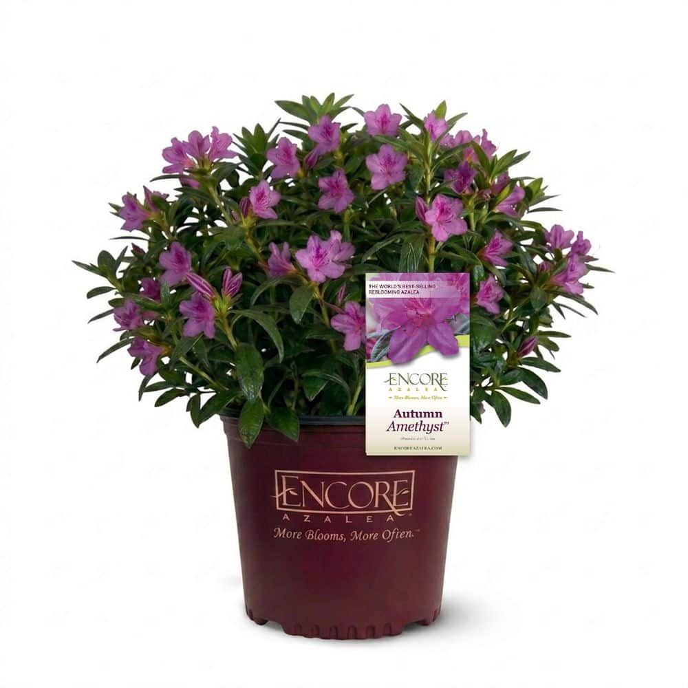 ENCORE AZALEA 2 Gal. Autumn Amethyst Azalea Shrub with Reblooming