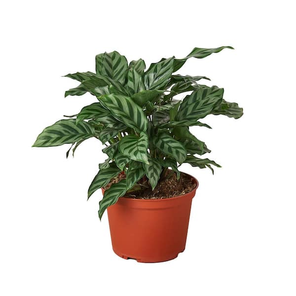 PPC INTERNATIONAL LLC Freddie Calathea Concinna Plant in 6 in. Grower Pot  6_CALATHEA_FREDDIE