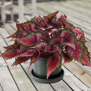 6 in. Rex Begonia Cherry Fields House Plant with Multicolor Foliage