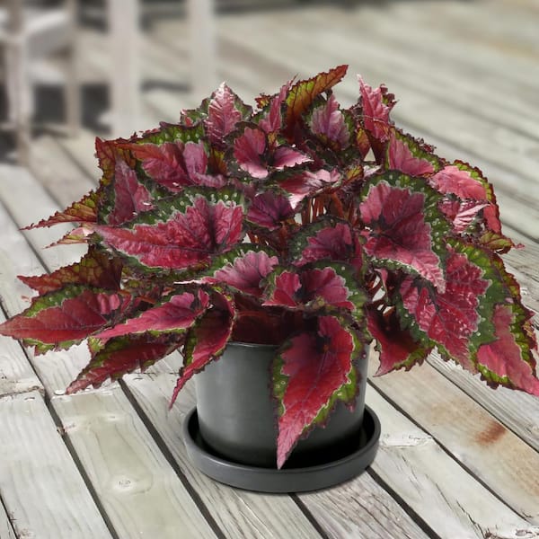 national PLANT NETWORK 6 in. Rex Begonia Cherry Fields House Plant with Multicolor Foliage