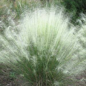 4 in. White Muhly Grass with White Blooms(3-Piece)