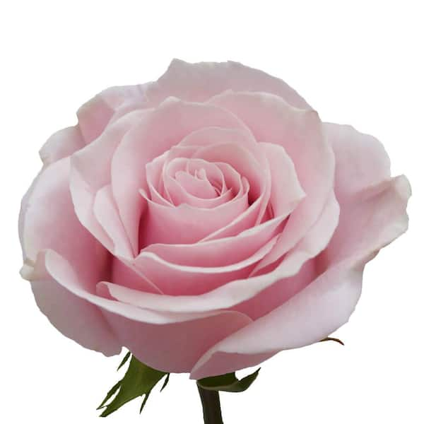 Globalrose 200 Stems of Bright Pink High and Bonita Roses Fresh Flower  Delivery 1850500030989 - The Home Depot