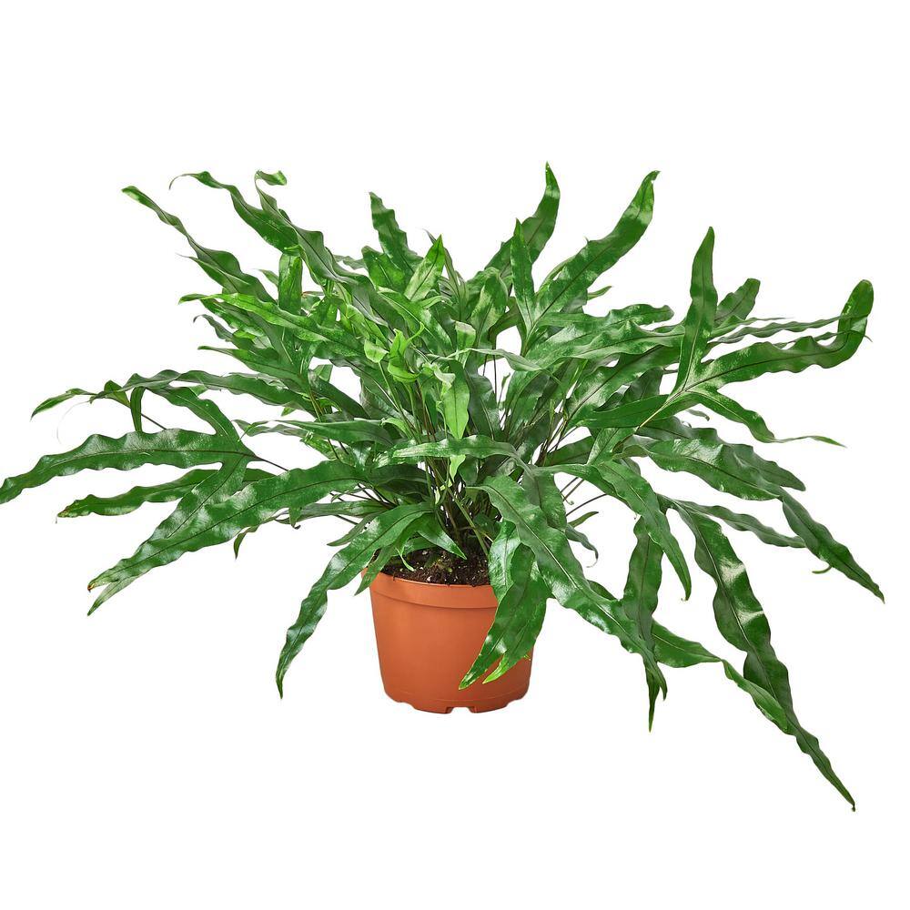 Kangaroo Paw (Fern) Plant in 6 in. Grower Pot 6_FERN_KANGAROO.PAW