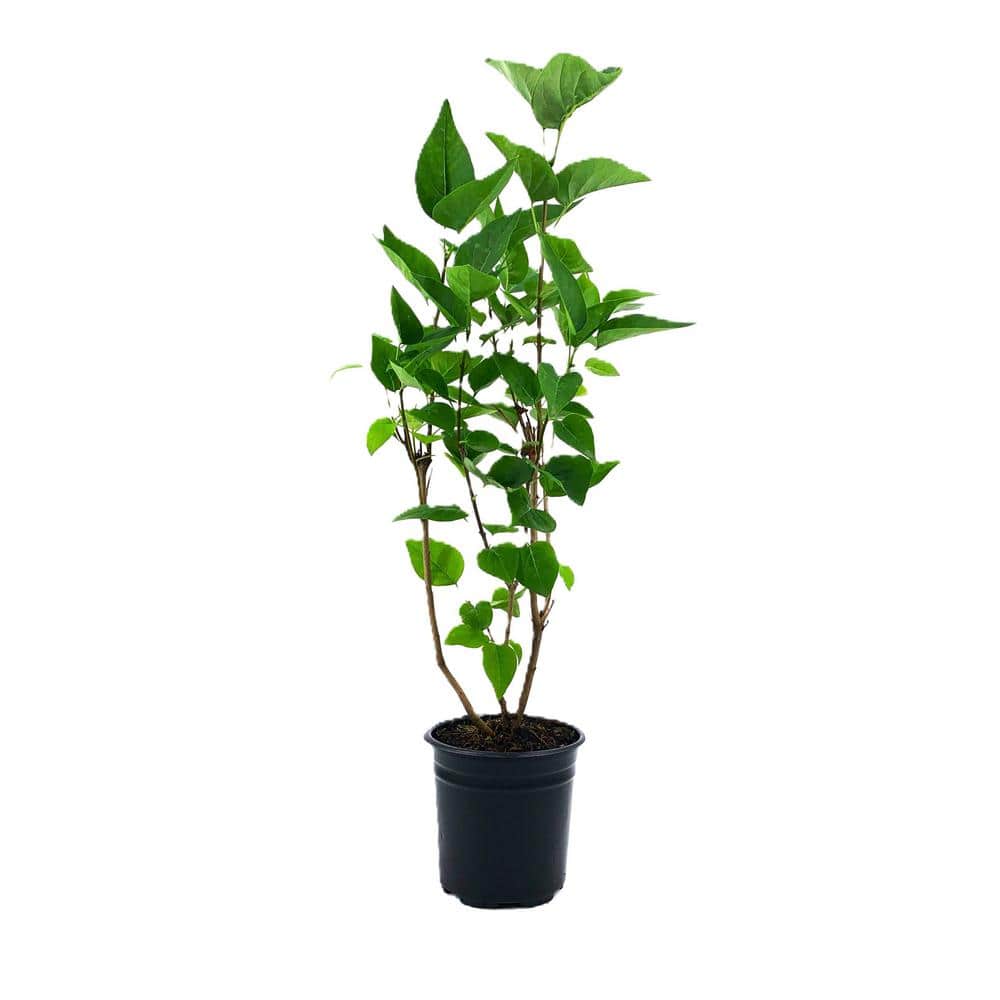 2.5 qt. Lilac Krasavitsa Moskvy Beauty of ow (Syringa) Live Shrub White to 