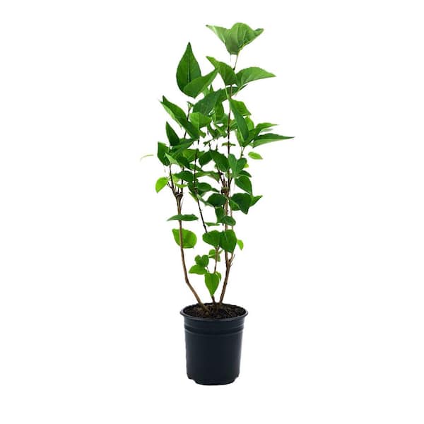 2.5 qt. Lilac Krasavitsa Moskvy Beauty of ow (Syringa) Live Shrub White to Lavender-Blush Flowers