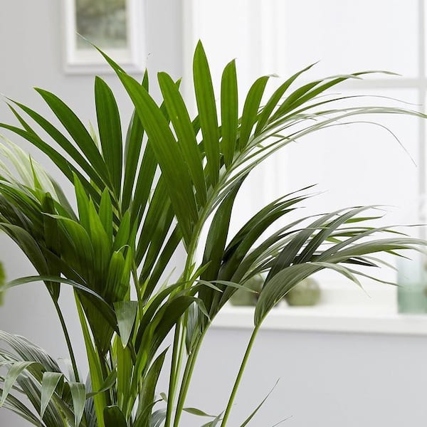 Wekiva Foliage Kentia Palm-4 Live Starter Plants in Liners-Howea Forsteriana-Rare Ornamental Palms of Florida