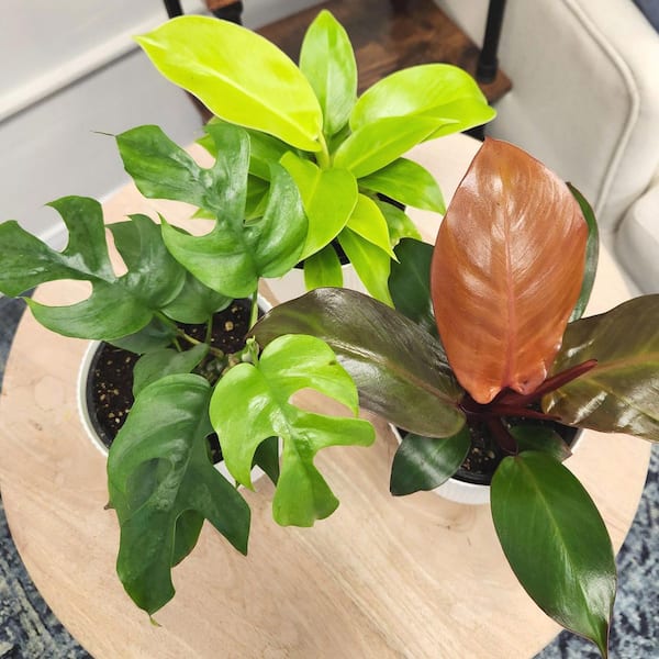 ALTMAN PLANTS Clean Air Philodendron (3 Pack), Live Indoor Plant Decor,  4.25 in. White Pots, Easy Houseplants, Approx. 9 in. Tall 0873577