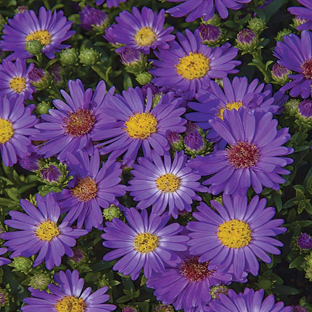 METROLINA GREENHOUSES 1 Gal. Believer Blue and Purple Aster Plant 21440 ...