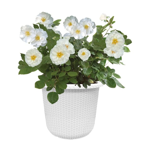 PROVEN WINNERS 2 Gal. Oso Easy Double Pink Rose with True Pink