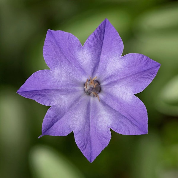 2 Qt. Campanula Cariboo Blue Perennial Plant (3-Pack)