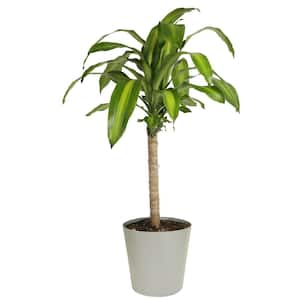 Mass Cane Indoor Plant in 8.78 in. Gray Decor Pot, Avg. Shipping Height 2-3 ft. Tall
