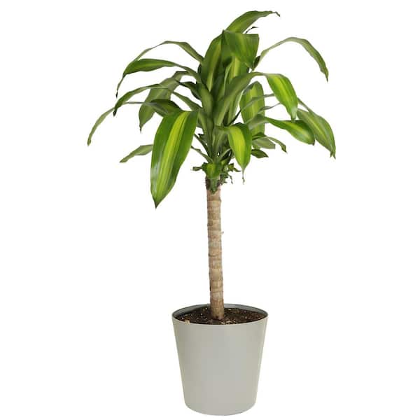 Costa Farms Mass Cane Indoor Plant in 8.78 in. Gray Decor Pot, Avg. Shipping Height 2-3 ft. Tall