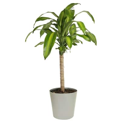 Mass Cane in 8.75 in. Gray Decor Pot