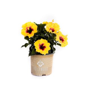 1 Gal. Hollywood Rico Suave Yellow and Red Flower Annual Hibiscus Plant
