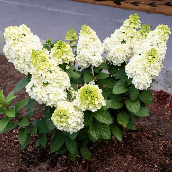 VAN ZYVERDEN Hydrangea Moonrock 4 in. Potted Rocketliners (Set of 3 Plants)