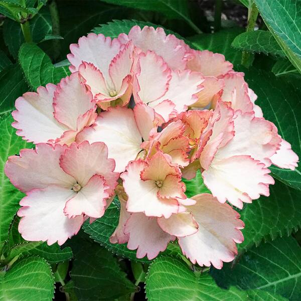 Spring Hill Nurseries 4 In. Pot Forever & Ever Vintage Blush Hydrangea, Live Deciduous Plant, Pink Flower (1-Pack)