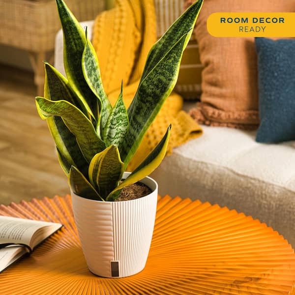 Grower's Choice Sansevieria Indoor Snake Plant in 6 in. Self-Watering Decor Pot, Avg. Shipping Height 1-2 ft. Tall