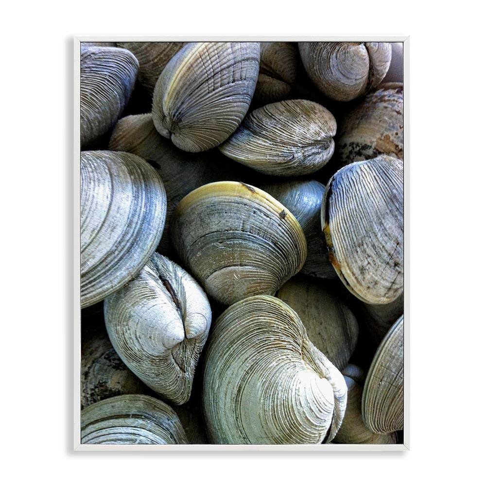 Maritime Clams Pile by Graffi tee Studios White Framed Coastal Giclee Art Print 20 in. x 16 in. price history on PriceWatchPro