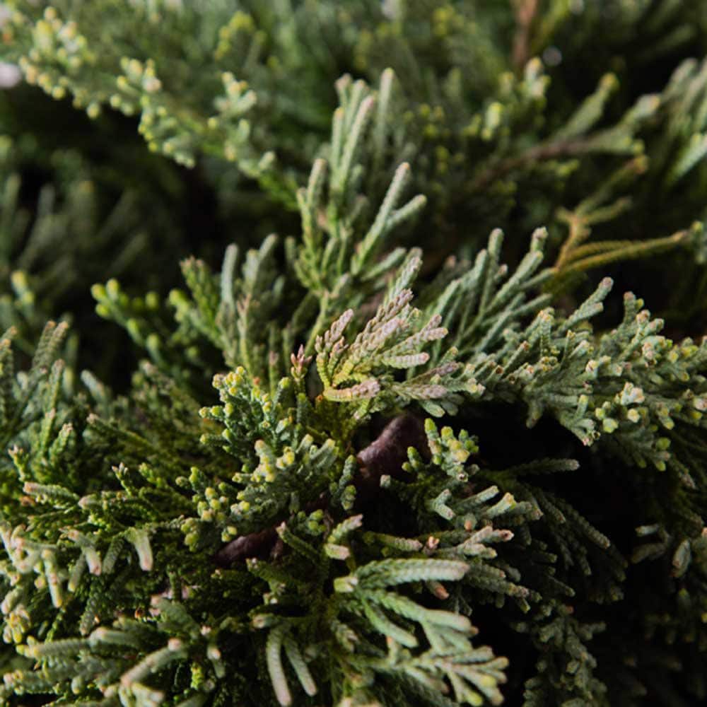 2.5 qt. Blue Rug Juniper (Juniperus Horizontalis) Creeping, Low Growing, Evergreen Shrub with Silver-Blue Foliage price history on PriceWatchPro