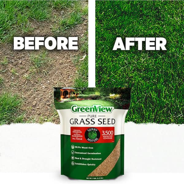CONCRETE GREEN 3 ／SEEDA DJ ISSO NORIKIYO GreenView 3 lbs. Pure Grass Seed Sunny Mixture - Covers up