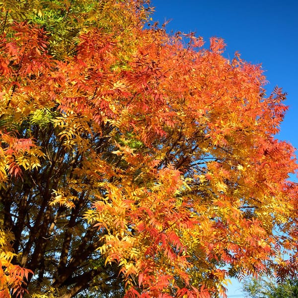 Chinese Pistache Deciduous Shade Tree
