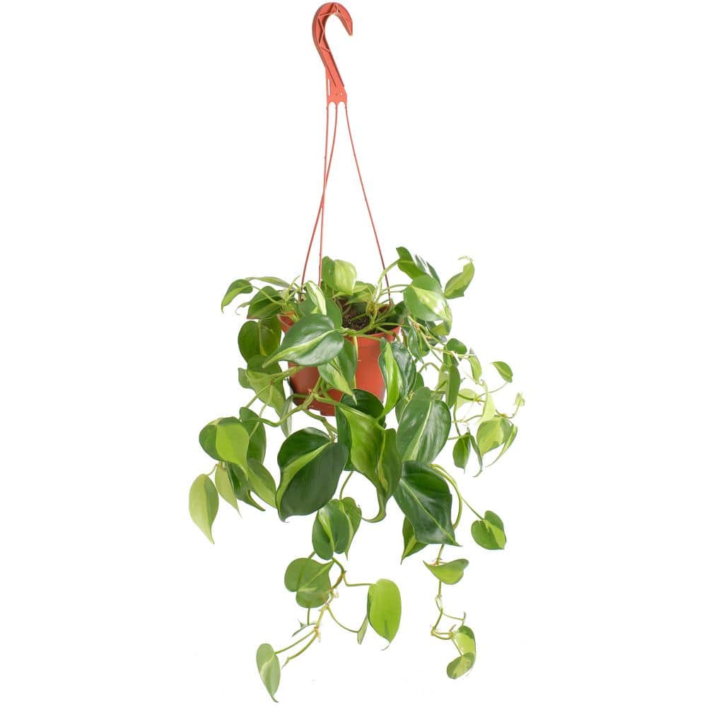 Large Green and Yellow Philodendron Brasil in Brown Grower Pot