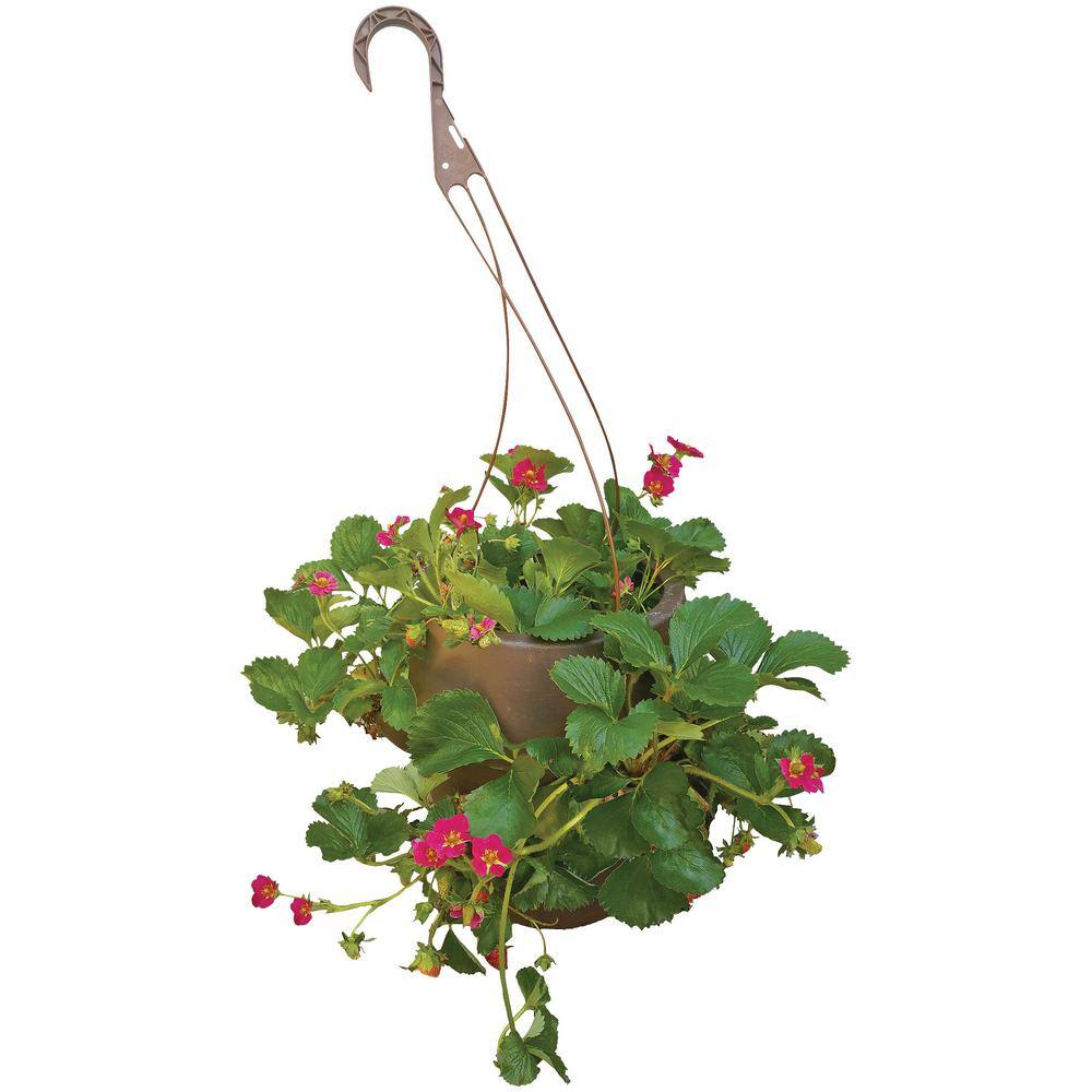 6Pocket Annual Everbearing Strawberry Jar 377120 The Home Depot