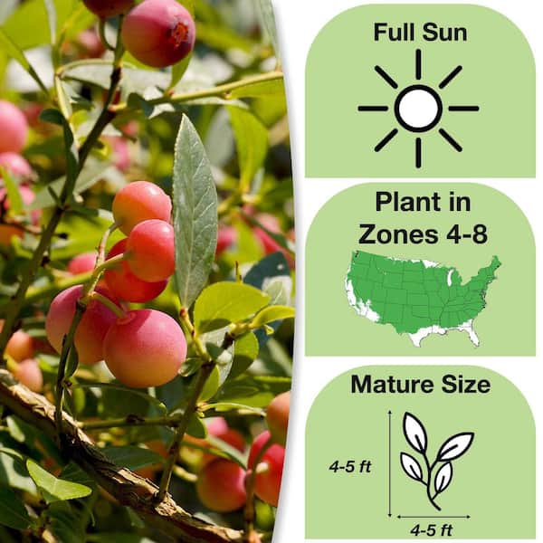 Live Pink Lemonade Blueberry Fruit Plant 1 Gal.