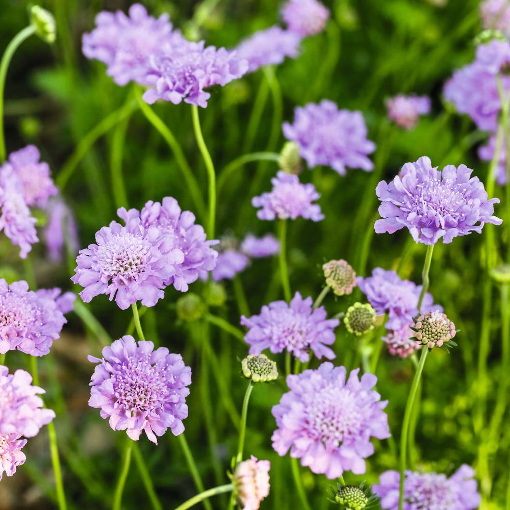 Butterfly Blue Scabiosa Flower in Black Container