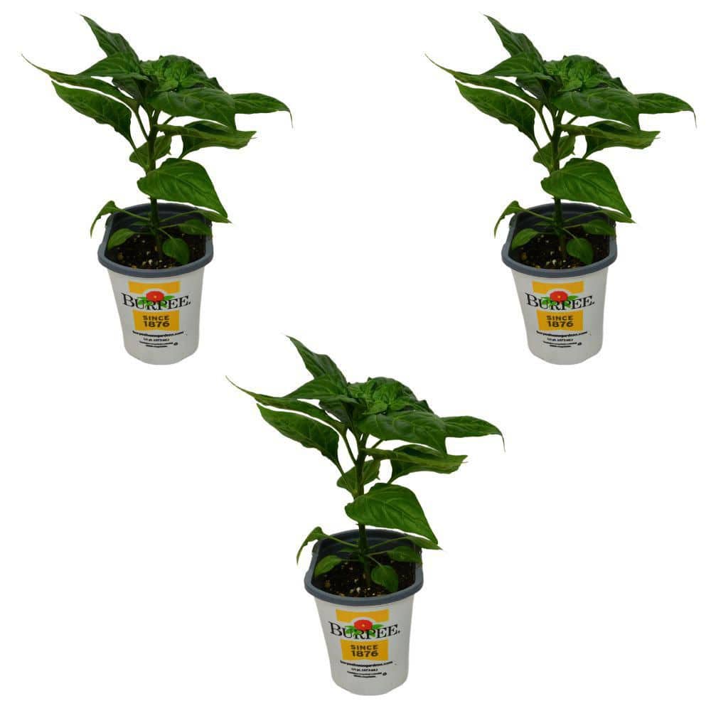burpee-peppers-4804pt-64_1000.jpg