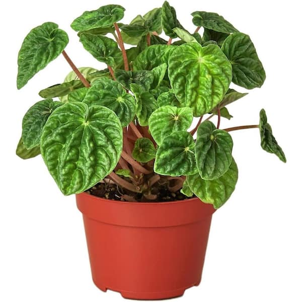 Wekiva Foliage Peperomia Ripple-5 Live Plants in 4 in. Growers Pots-Peperomia Caperata-Rare and Elegant Indoor Houseplant
