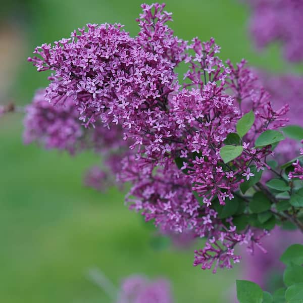 VAN ZYVERDEN 4 in. Proven Winners Syringa Bloomerang Dark Purple Potted Rocketliners Shrub (Set of 3 Plants)