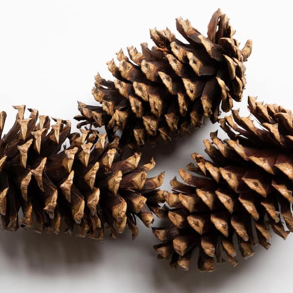 Bindle & Brass Cinnamon Scented Pinecone Bag (2-Pack) BB35-100415 - The  Home Depot