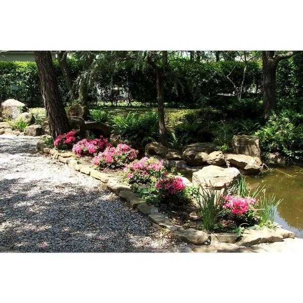 ENCORE AZALEA 1 Gal. Autumn Carnival Azalea Shrub with Reblooming