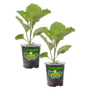 19 oz. Black Beauty Eggplant Plant (2-Pack)