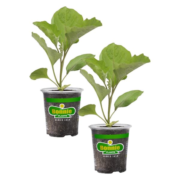Bonnie Plants 19 oz. Black Beauty Eggplant Plant (2-Pack)