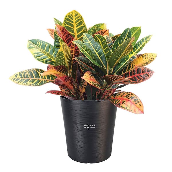 NATURE'S WAY FARMS 2G Fall Croton Petra Live Plant in Upgraded