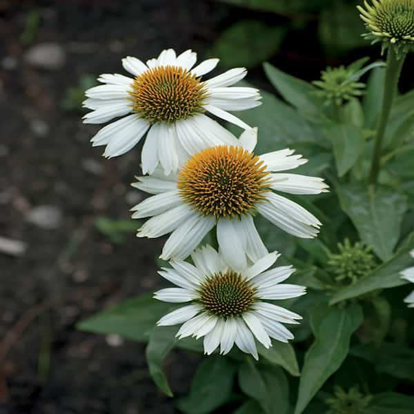 METROLINA GREENHOUSES 2.5 Qt. Pow Wow White Coneflower Plant