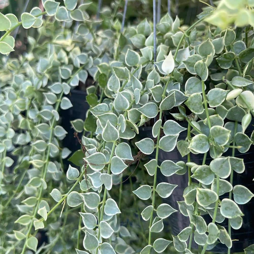 Million Hearts Plant-Variegated-4 Live Starter Plants in 2 in. Grower's Pots-Dischidia Ruscifolia Variegata Shrub price history on PriceWatchPro