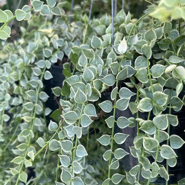 Wekiva Foliage Million Hearts Plant-Variegated-4 Live Starter Plants in 2 in. Grower's Pots-Dischidia Ruscifolia Variegata Shrub