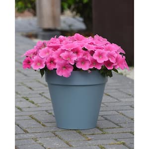 1 Qt. Pink Cosmo Easy Wave Petunia Annual Live Plant with Pink Flowers (4-Pack)