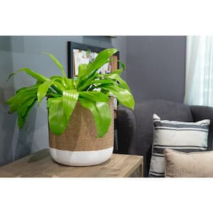 10 in. White and Natural Reed Round Cement Planter