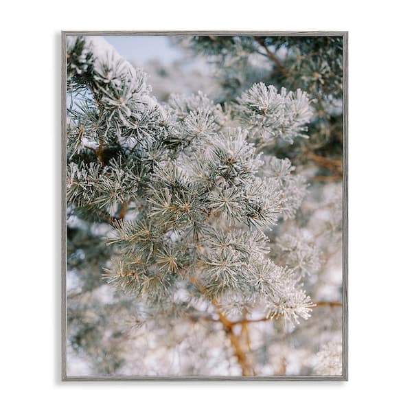 Stupell Industries Frosted Fir Tree Branches by Justine Milton 1 Piece Framed Graphic Print Nature Poster Art Print 14 in. x 11 in.