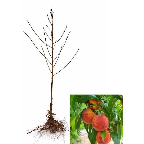 3 ft. Frost Peach Tree Semi Dwarf with Cold Hardy and Delicious Fruit