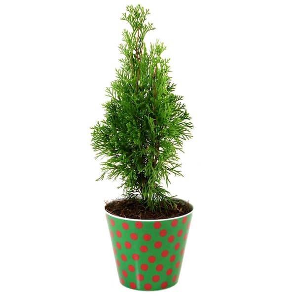 national PLANT NETWORK 2.25 Gal. Live Table Top Christmas Tree Emerald Green Arborvitae Shrub