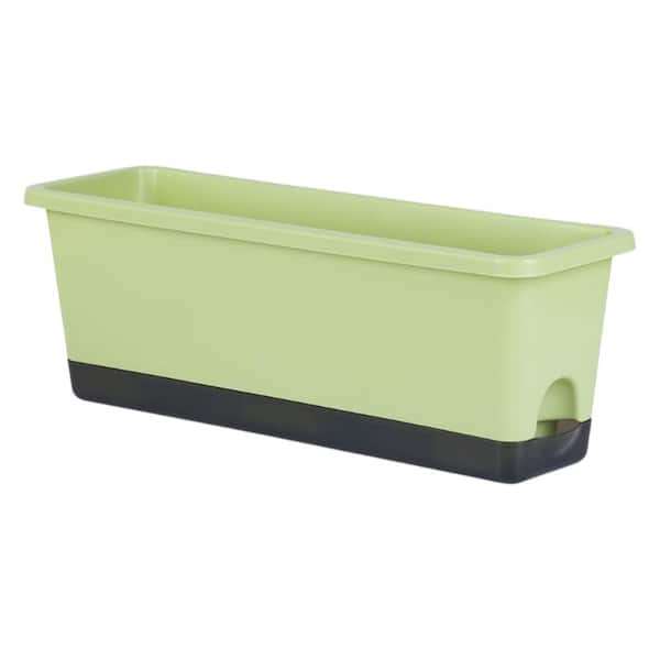 money plant pot Large Money Plant (90cm) in Nursery Grow Pot  Pulpy Garden